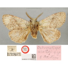 /filer/webapps/moths/media/images/V/viettei_Ochrocalliope_HT_BMNH.jpg