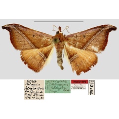 /filer/webapps/moths/media/images/F/falcigera_Cerynea_HT_MNHN.jpg
