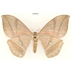 /filer/webapps/moths/media/images/W/werneri_Lobobunaea_AT_RBINSb.jpg