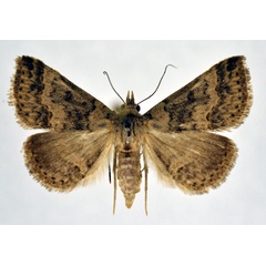 /filer/webapps/moths/media/images/O/obeditalis_Gesonia_AF_NHMO.jpg