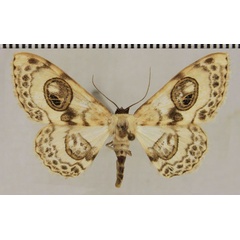 /filer/webapps/moths/media/images/A/asira_Problepsis_AF_ZSM.jpg