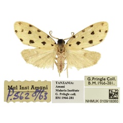 /filer/webapps/moths/media/images/U/usambara_Siccia_HT_BMNH.jpg
