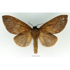 /filer/webapps/moths/media/images/R/robusta_Gastromega_AF_Basquin_02.jpg