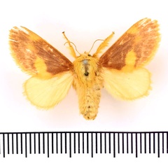 /filer/webapps/moths/media/images/E/erythrochrysa_Chrysamma_AF_BMNH.jpg