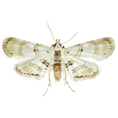 /filer/webapps/moths/media/images/Z/zariensis_Trichophysetis_AF_ABSRC.jpg