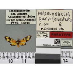 /filer/webapps/moths/media/images/P/parvifenestrata_Maculonaclia_PTF_BMNHa.jpg