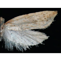 /filer/webapps/moths/media/images/X/xanthala_Plutographa_HT_Trematerra.jpg