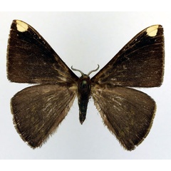 /filer/webapps/moths/media/images/F/fasciata_Drepanojana_AM_Basquin_02.jpg