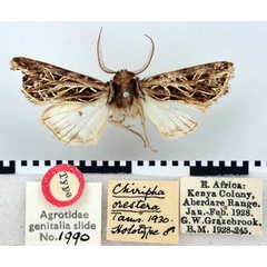 /filer/webapps/moths/media/images/O/orestera_Chiripha_HT_BMNH.jpg