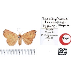 /filer/webapps/moths/media/images/L/leucopis_Paralephana_HT_BMNH.jpg