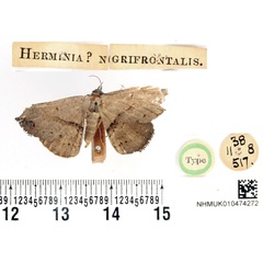 /filer/webapps/moths/media/images/N/nigrifrontalis_Herminia_HT_BMNH.jpg