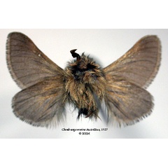 /filer/webapps/moths/media/images/M/murina_Chondrostega_HT_SNHMb.jpg