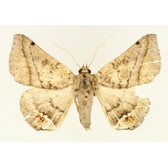 /filer/webapps/moths/media/images/P/palumbiodes_Macaldenia_AM_TMSA_02.jpg