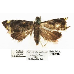 /filer/webapps/moths/media/images/I/inclyta_Camptrodoxa_HT_BMNH.jpg