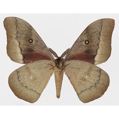 /filer/webapps/moths/media/images/Z/zambesina_Gonimbrasia_AM_Basquinb.jpg