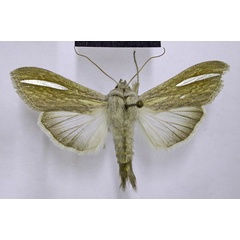 /filer/webapps/moths/media/images/A/argentivitta_Cucullia_AM_TMSA.jpg