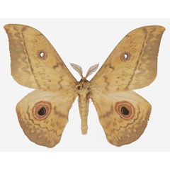 /filer/webapps/moths/media/images/A/arata_Aurivillius_AM_Basquina.jpg