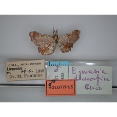 /filer/webapps/moths/media/images/D/dimorfica_Egnasia_HT_RMCA_01.jpg