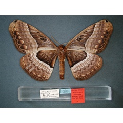 /filer/webapps/moths/media/images/D/ducarmei_Dactyloceras_AT_RMCA_02.jpg