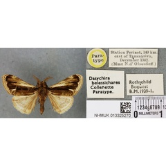 /filer/webapps/moths/media/images/B/belessichares_Dasychira_PTM_BMNH_01a.jpg