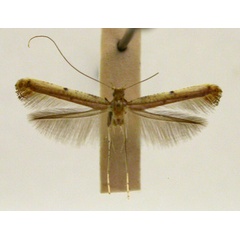 /filer/webapps/moths/media/images/X/xanthochiria_Caloptilia_PT_TMSA5636.jpg