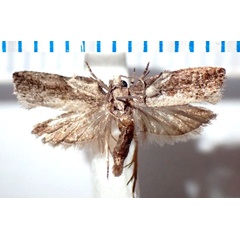 /filer/webapps/moths/media/images/P/penechra_Strepsicrates_AM_Bippus_02.jpg