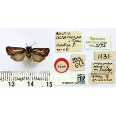 /filer/webapps/moths/media/images/A/acrophylax_Saltia_HT_BMNH.jpg