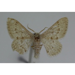 /filer/webapps/moths/media/images/S/sabulifera_Hemidromodes_A_JMonks.jpg