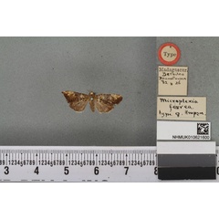 /filer/webapps/moths/media/images/F/ferrea_Microplexia_HT_BMNHa.jpg