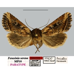 /filer/webapps/moths/media/images/S/serena_Feraxinia_PTF_MNHNa.jpg
