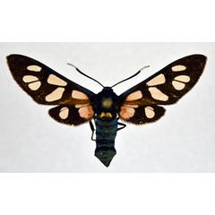 /filer/webapps/moths/media/images/R/rubritincta_Amata_A_NHMO.jpg