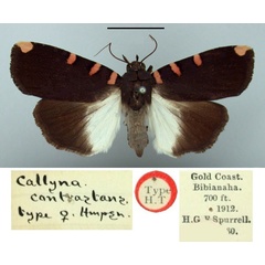 /filer/webapps/moths/media/images/C/contrastans_Callyna_HT_BMNH.jpg