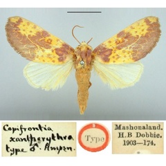 /filer/webapps/moths/media/images/X/xantherythra_Copifrontia_HT_BMNH.jpg