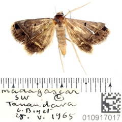 /filer/webapps/moths/media/images/T/transiens_Acantholipes_AF_BMNH.jpg