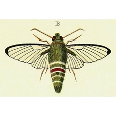 /filer/webapps/moths/media/images/P/picus_Cephonodes_Cramer2_148_B.jpg