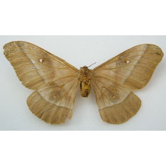 /filer/webapps/moths/media/images/F/felderi_Nudaurelia_HT_NHMUKb.jpg