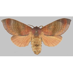 /filer/webapps/moths/media/images/C/cuprea_Gonometa_HT_BMNH.jpg