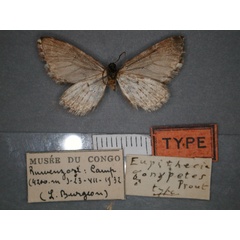 /filer/webapps/moths/media/images/G/gonypetes_Eupithecia_HT_RMCA_02.jpg