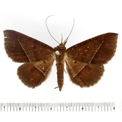 /filer/webapps/moths/media/images/F/fumipennis_Tatorinia_AF_BMNH_01.jpg