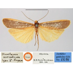 /filer/webapps/moths/media/images/A/aurantiaca_Stenilema_HT_BMNH.jpg