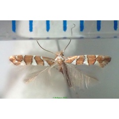 /filer/webapps/moths/media/images/R/ruizivorus_Phyllonorycter_A_Bippus.jpg