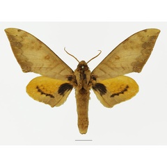 /filer/webapps/moths/media/images/O/occidentalis_Pseudoclanis_AM_Basquina.jpg
