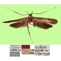 /filer/webapps/moths/media/images/A/adelella_Lecithocera_HT_MNHN.jpg