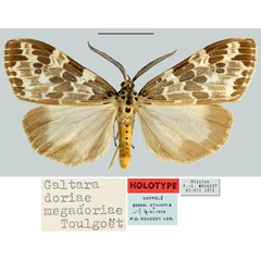 /filer/webapps/moths/media/images/M/megadoriae_Galtara_HT_MNHN.jpg