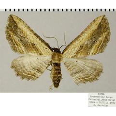 /filer/webapps/moths/media/images/M/minuata_Horisme_AF_ZSM_02.jpg
