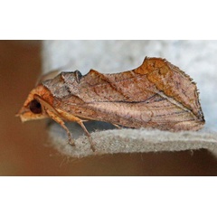 /filer/webapps/moths/media/images/E/emarginata_Oraesia_A_Voaden.jpg