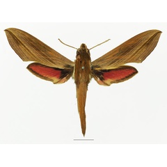 /filer/webapps/moths/media/images/G/gracilis_Hippotion_AF_Basquin_02a.jpg