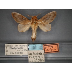 /filer/webapps/moths/media/images/E/elongata_Gastroplakaeis_HT_RMCA_01.jpg