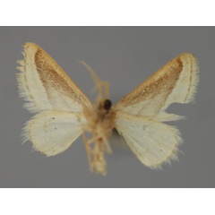 /filer/webapps/moths/media/images/S/subbrunnescens_Acidaliastis_A_ZSM_02.jpg