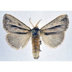 /filer/webapps/moths/media/images/T/trifasciata_Eutimia_AM_NHMO.jpg